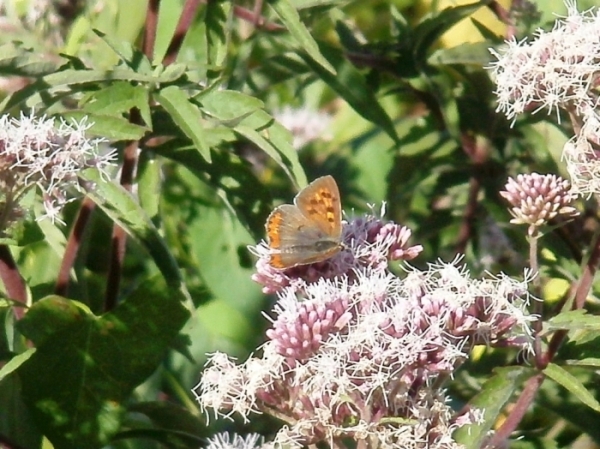 Lycaena phlaeas? S